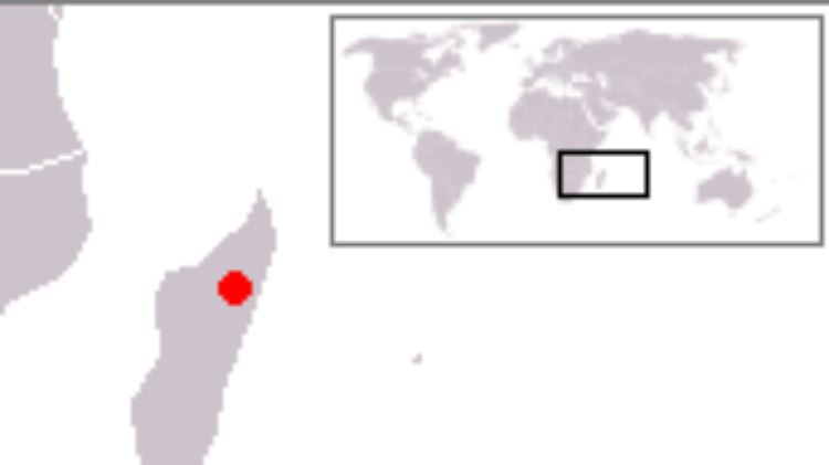 Die Madagaskar-Moorente lebt ausschließlich in der Region des Lac Alaotra auf Madagaskar.