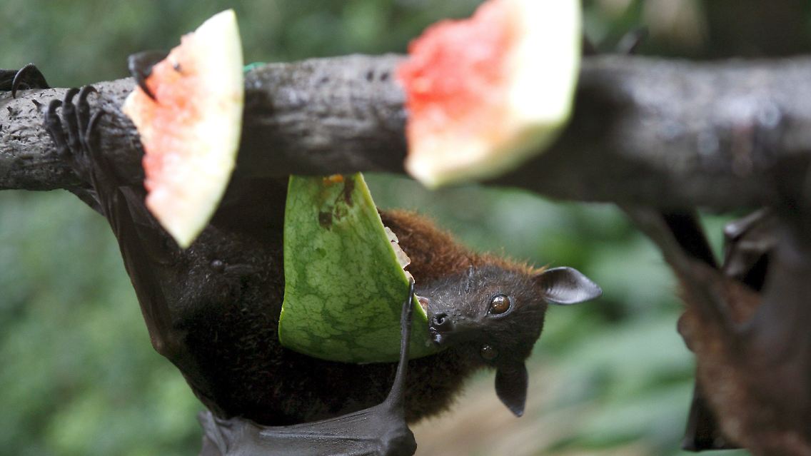 Der Kalong könnte in absehbarer Zeit verschwunden sein.