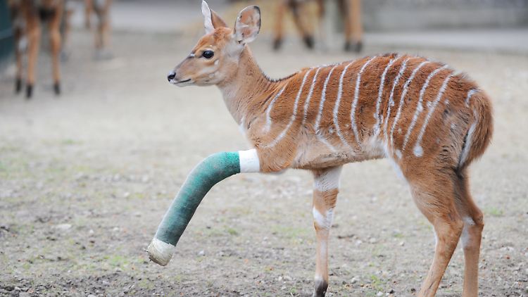 Nicht nur Menschen trifft es - auch diese kleine Antilope im Zoo in Hannover erlitt einen Beinbruch.