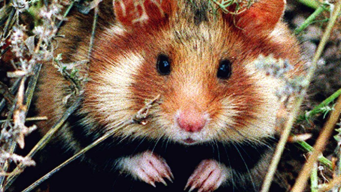 Im Elsass gibt es nur noch 300 wildlebende Feldhamster.