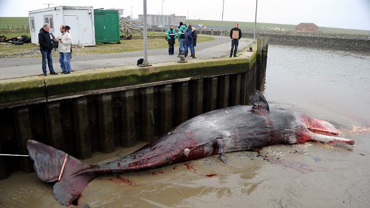 Der Pottwal im Hafen von Meldorf.