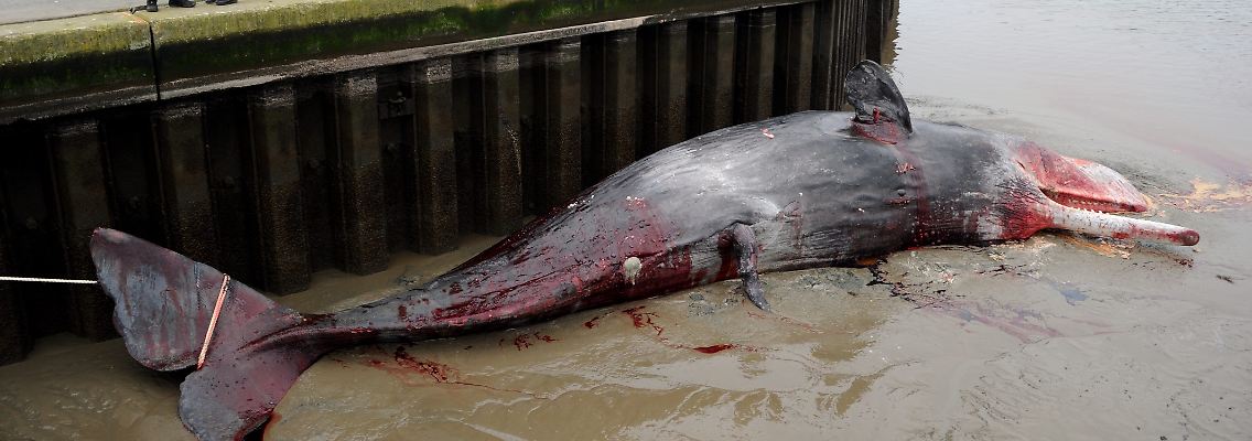 Der Pottwal im Hafen von Meldorf.