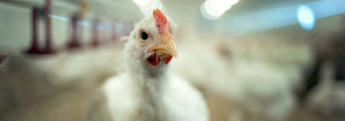 Antibiotika in der Tiermast können auch für den Menschen riskant werden.