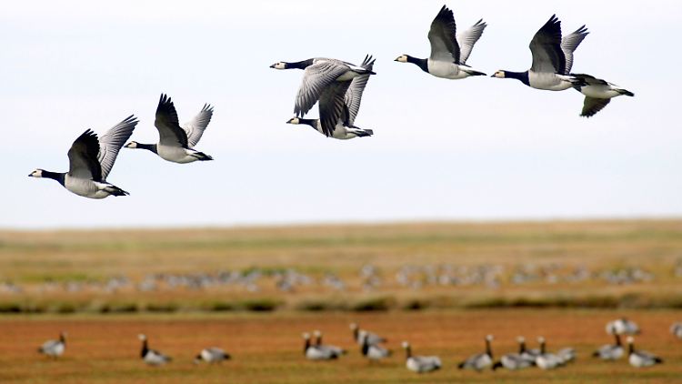 Weißwangengänse fliegen über die Salzwiesen im Nationalpark Wattenmeer an der schleswig-holsteinischen Nordseeküste.