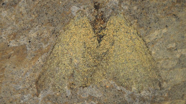 Ein fossiler Schmetterling, gefunden in der Grube Messel bei Darmstadt.