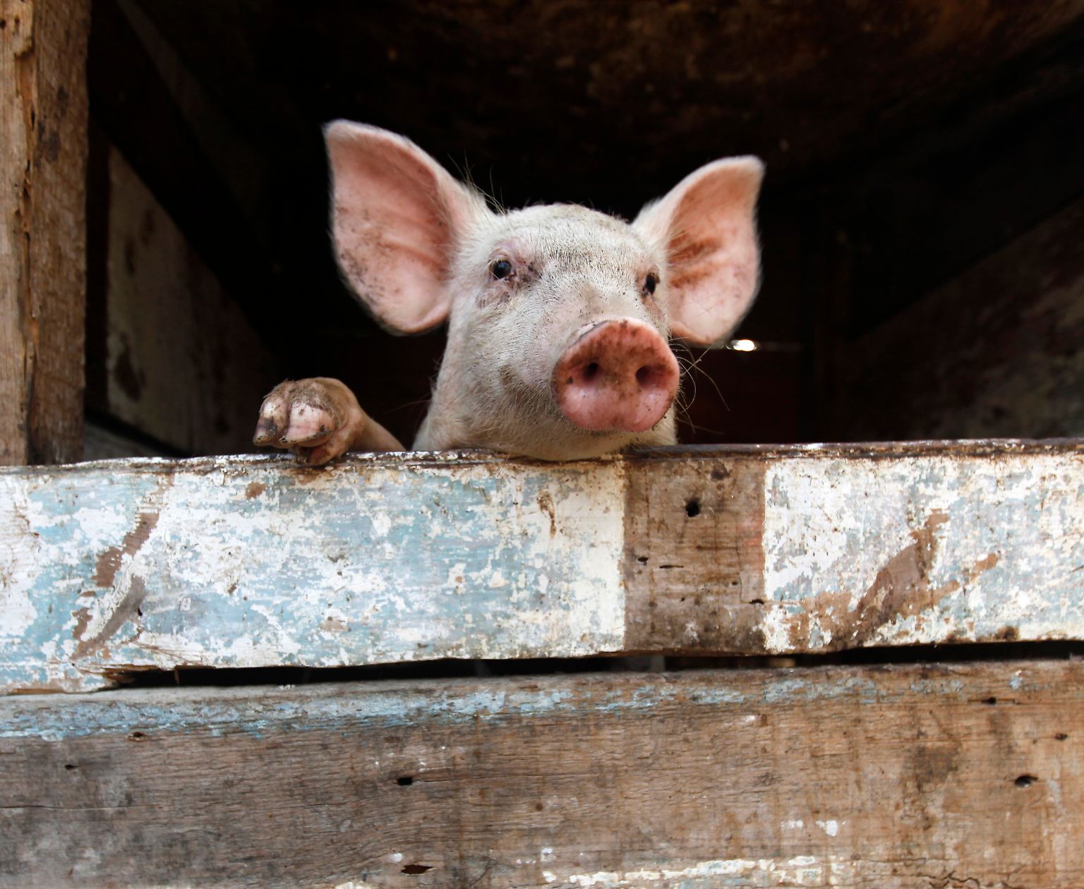 Das Image des Schweins hat unter der Schweinegrippe gelitten. Doch was hat das Schwein mit der Schweinegrippe überhaupt zu tun? Ein guter Grund, auch mal aus einer anderen Perspektive auf das Tier zu blicken. 