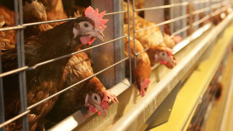 Der BUND wies antibiotikaresistente Keime bei Hähnchen nach.