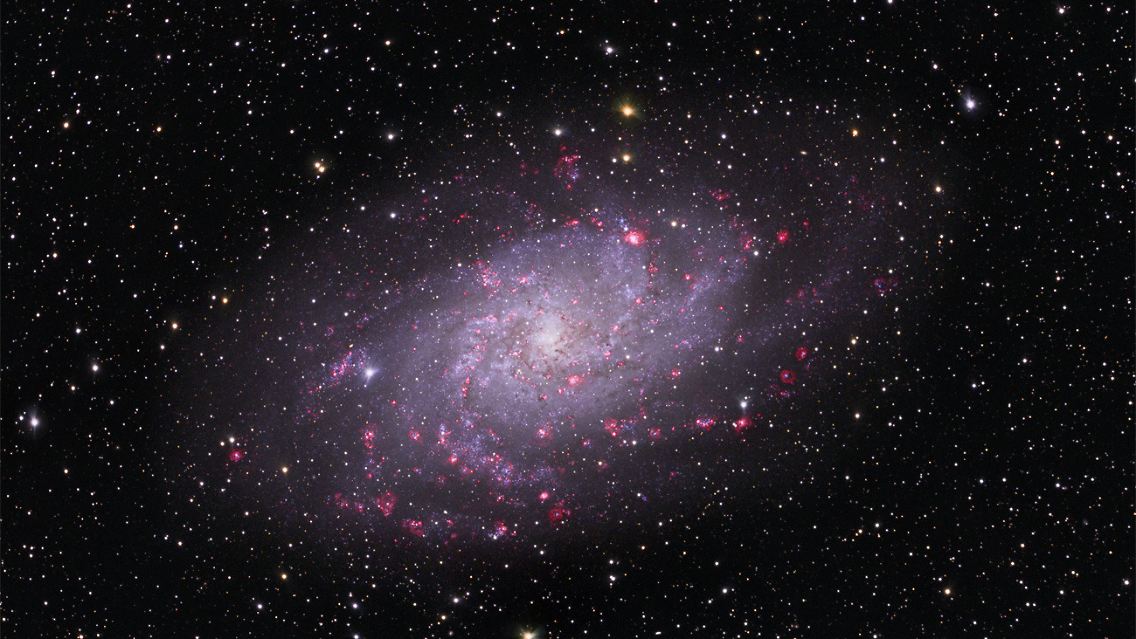 Rosa-violett zeigen sich die Arme des Dreiecksnebels M 33. Bei dieser Galaxie sehen die Astronomen direkt von oben auf die Scheibe mit ihren Spiralarmen. Die rosa Regionen enthalten neu geborene Sterne.