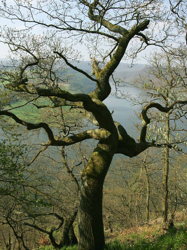 Eine jahrhundertealte Eiche auf der Halbinsel Scheid am Rand des Urwaldsteigs.