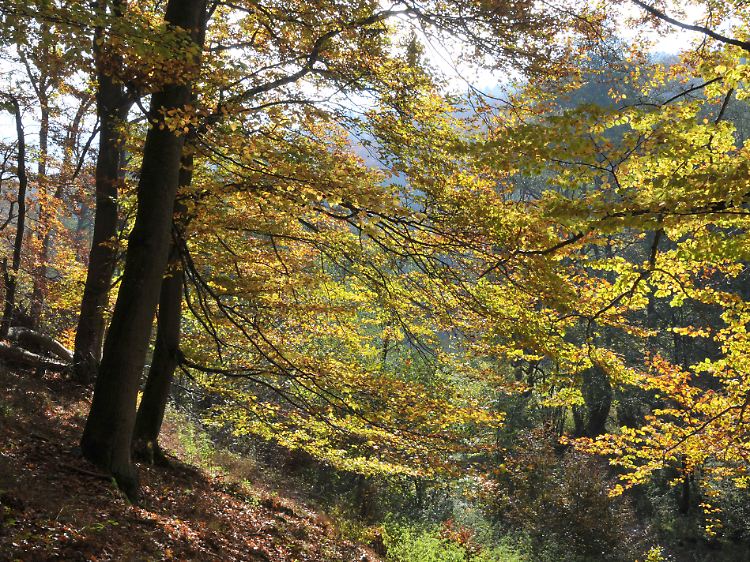 Herbstlicher Buchenwald im Nationalpark Kellerwald-Edersee bei Bringhausen