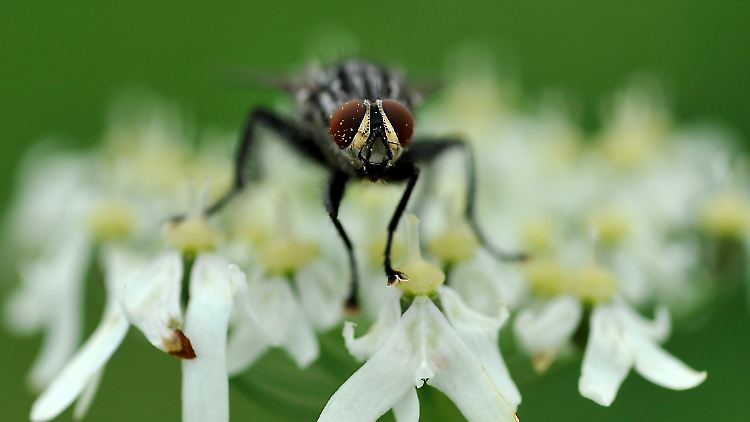 Fliegen müssen sehr schnell mit ihren Flügeln schlagen, um effizient fliegen zu können.