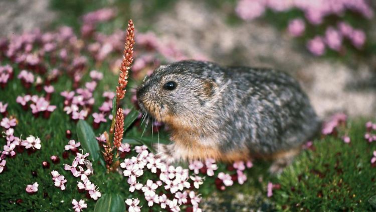 Gehören zur Gattung der Wühlmäuse: Lemminge.