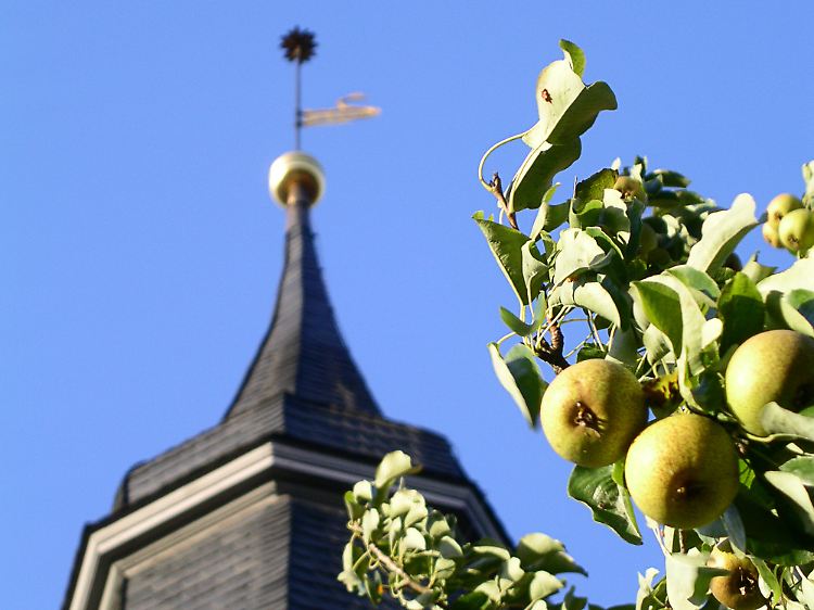 Birnen sind aus Ribbeck nicht wegzudenken - sie wachsen auch am Kirchturm.
