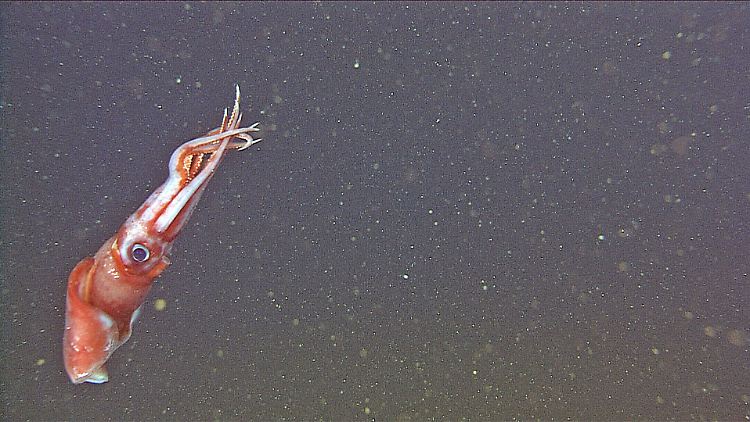 Ein weiblicher Octopoteuthis deletron tief unten im Ozean.