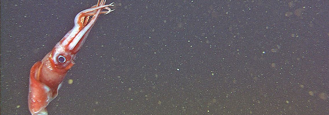 Ein weiblicher Octopoteuthis deletron tief unten im Ozean.