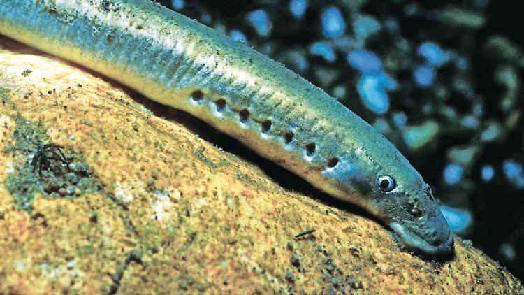 Biologen zählen Neunaugen zu den Kieferlosen.