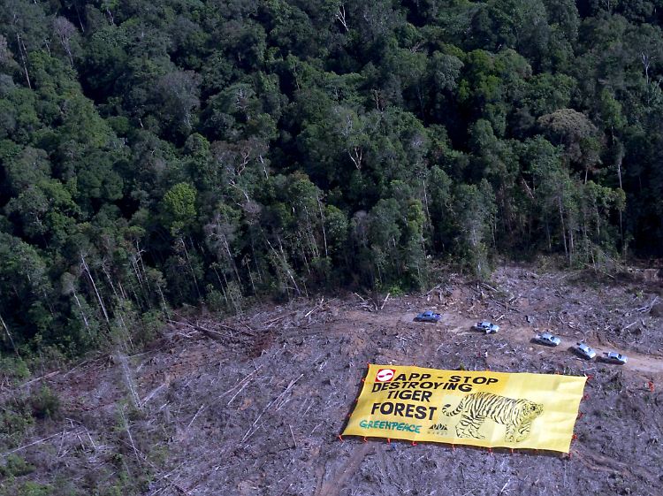 Ein Greenpeace-Handout zeigt ein Banner, das sich gegen die Abholzung des Regenwaldes in Jambi auf Sumatra (Indonesien) durch die Firma Asia Pulp & Paper (APP) wendet.