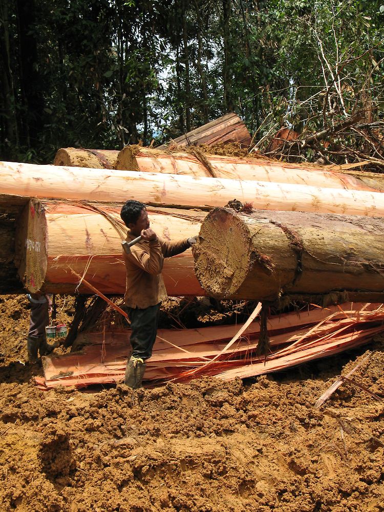 Laut Greenpeace ist APP in den Torfmoorwäldern Sumatras aktiv - für das Klima ist das besonders fatal.