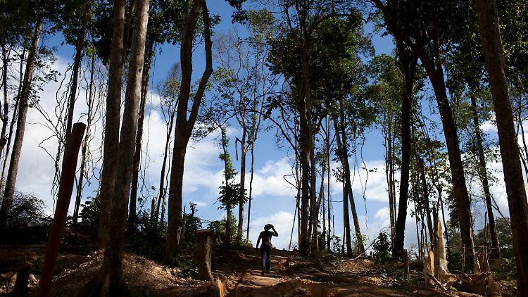 Das Amazonasgebiet ist bekannt für den illegalen Goldabbau.