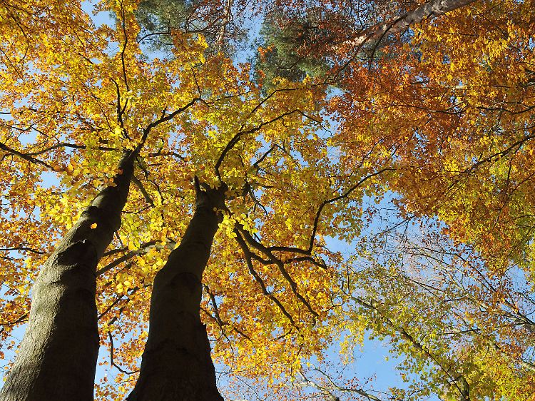 Blick in die Kronen von Buchen mit Herbstlaub im Nationalpark Kellerwald-Edersee bei Bringhausen.