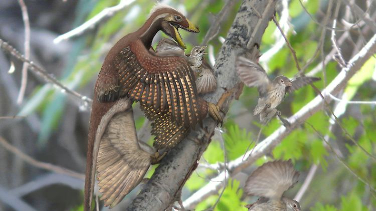 Microraptor gui: ein gefiederter, fleischfressender Mini-Saurier. (Illustration)