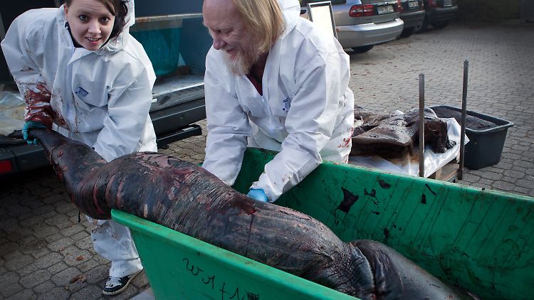Forscher versuchen, den Penis von "Alfred" zu tragen.