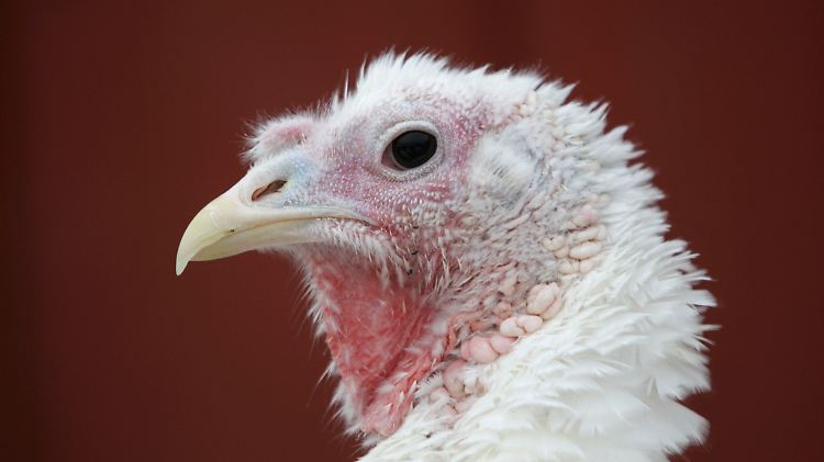 Das Jahr ist schnell vergangen: An Thanksgiving verschwindet der Truthahn in der Röhre.