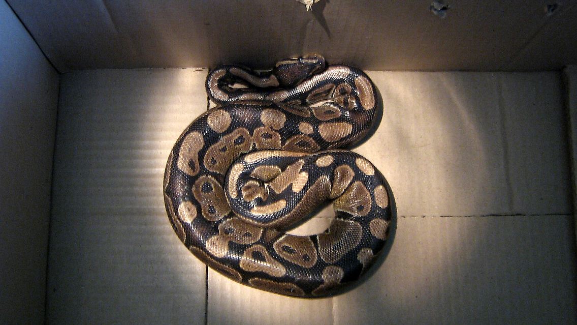 Der Tigerpython ist eine bekannte Würgeschlange. Die Euro-Länder werden durch ihre hohen Schulden gewürgt.