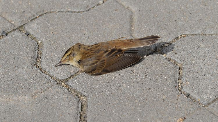 Eher ein seltener Anblick: ein toter Spatz auf dem Gehweg.