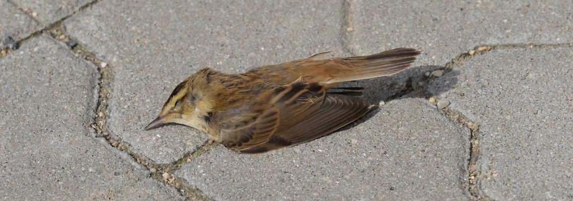Eher ein seltener Anblick: ein toter Spatz auf dem Gehweg.