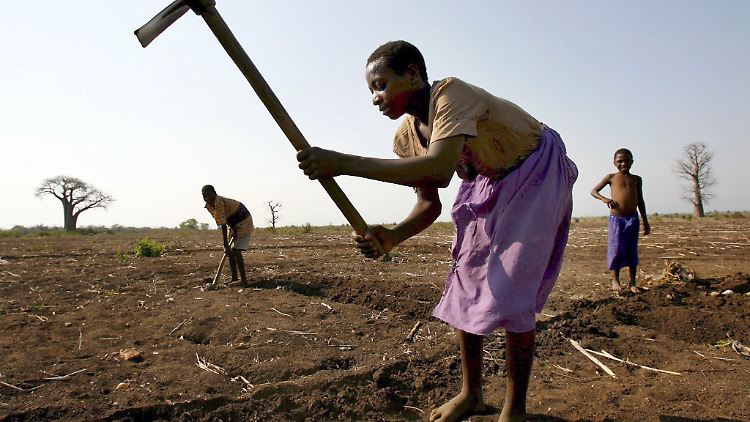 Bauern bei der Feldarbeit in Nsanje, Malawi.