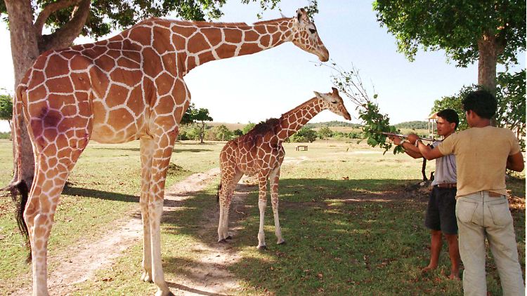 Giraffen auf Calauit werden medizinisch versorgt. Sie verletzten sich oft, zum Beispiel an spitzen Bambustrieben. (Archivbild)