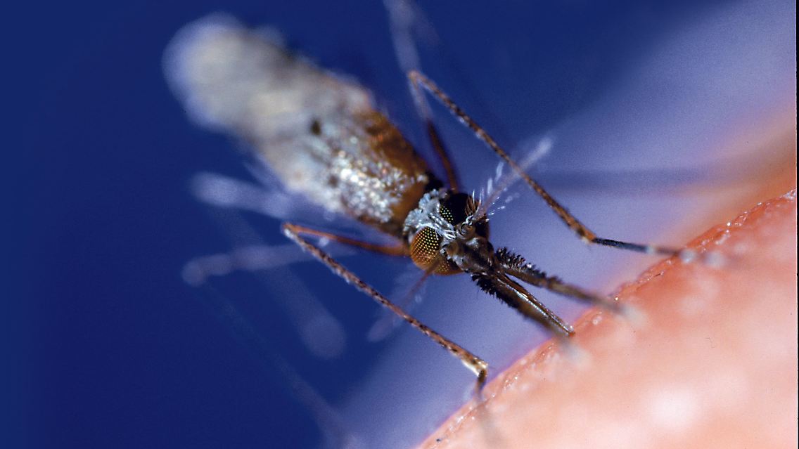 Weibchen der Anopheles-Mücke.