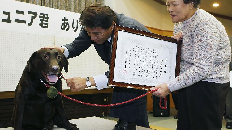 "Junior" wird im nordjapanische Naie auf Hokkaido als Lebensretter augezeichnet. Seine Zunge und Wärme rettete zwei Menschenleben.