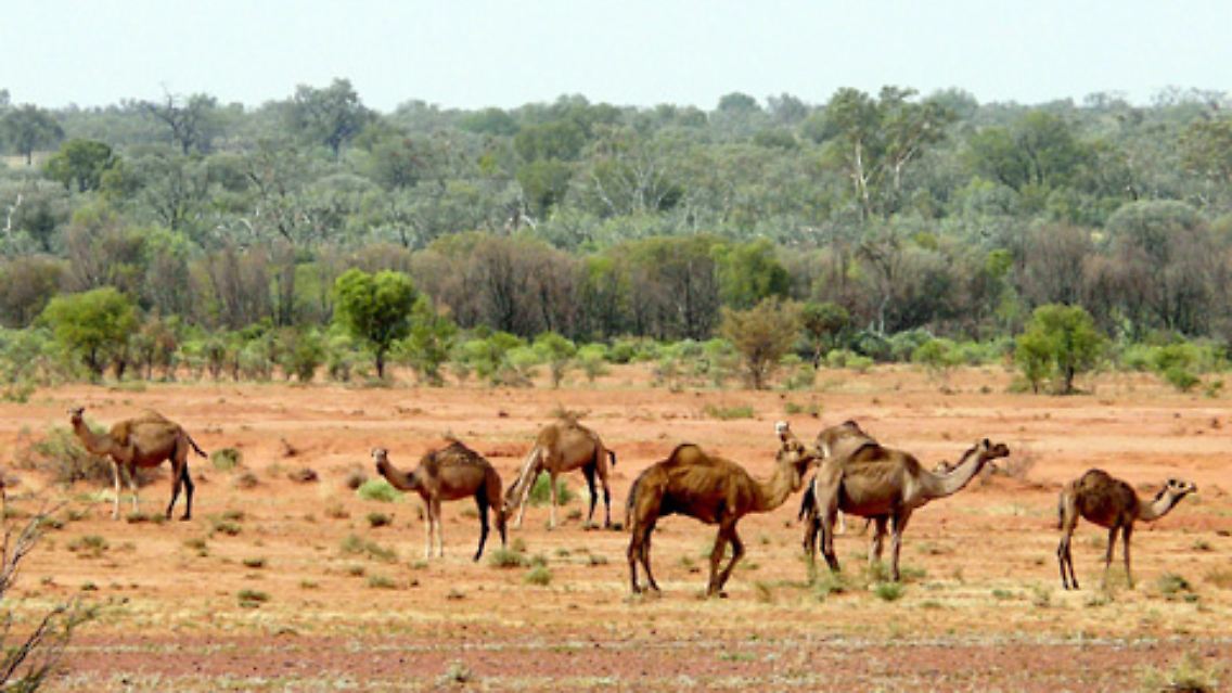 Eine Herde wilder Kamele streift durch das australische Hinterland zwischen Alice Springs und Ayers Rock.