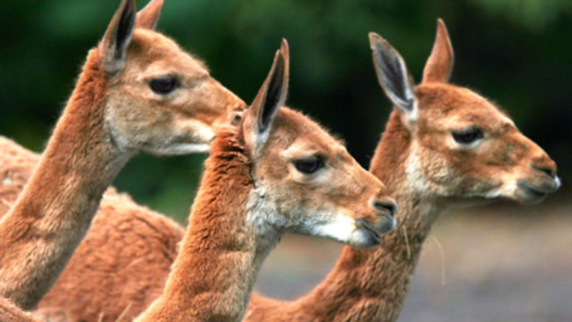 Vikunjas bilden eine eigene Gattung. Lamas, Alpakas und Guanakos gehören zur Gattung der Lamas.