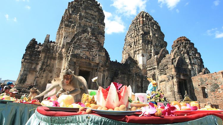 Affen vor dem Tempel Phra Prang Sam Yod beim "Monkey Buffet Festival", einem Festbankett für Affen in Thailands Provinz Lopburi.