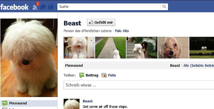 Ebenfalls eine Facebook-Berühmtheit: Zuckerbergs Hund Beast