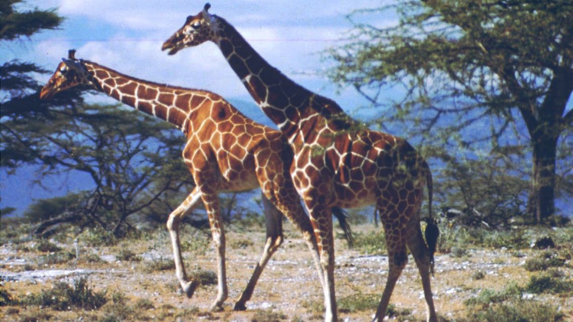 Giraffen im Nairobi-Nationalpark in der Nähe des Flusses Athi.