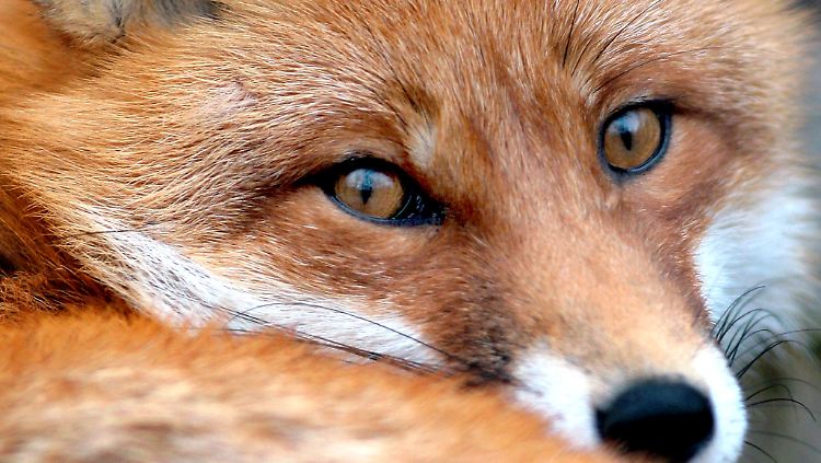 Der Fuchs wurde immerhin auch getroffen.
