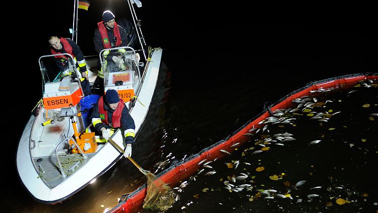 Ein Feuerwehrmann sammelt tote Fische aus dem Baldeneysee.