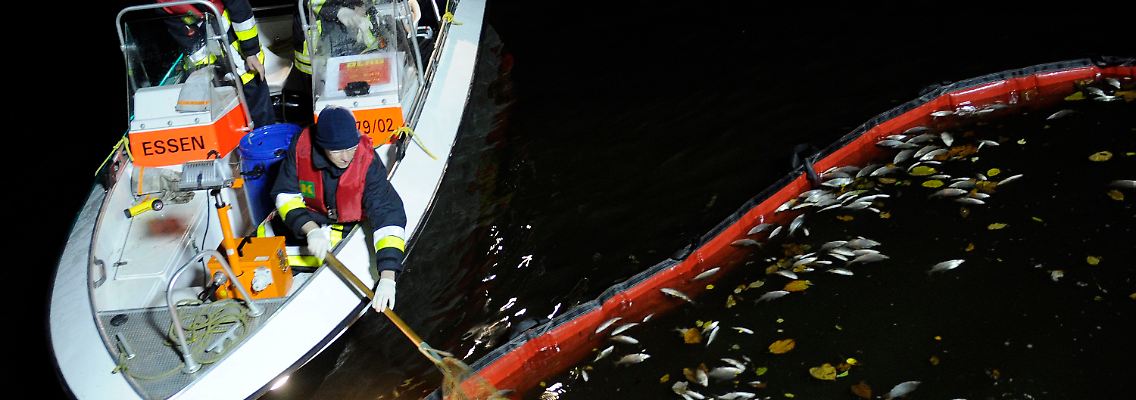 Ein Feuerwehrmann sammelt tote Fische aus dem Baldeneysee.