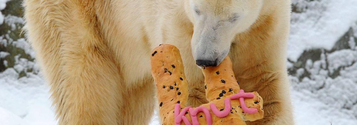 Knut an seinem vierten Geburtstag im vergangenen Jahr.