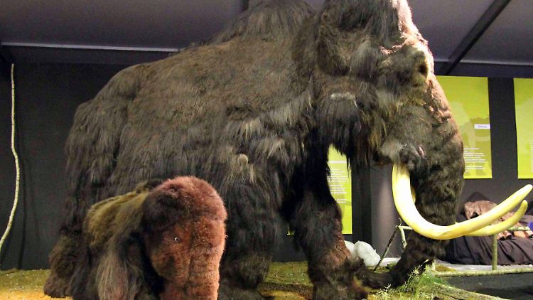 Ein Mammut-Modell mit Jungtier.