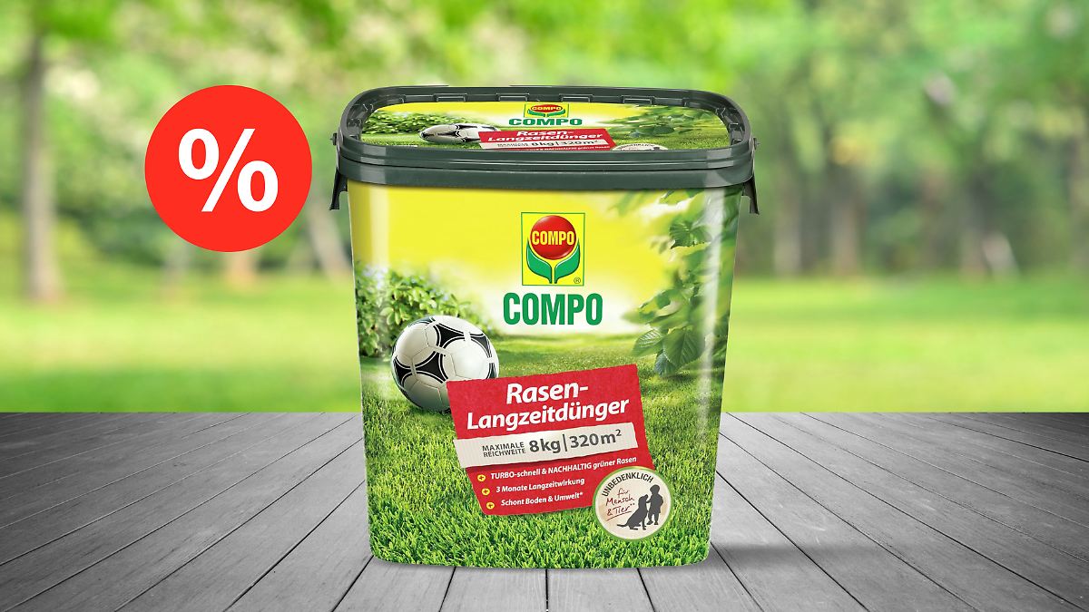 purpurweizen saatgut Purpur-Sonnenhut