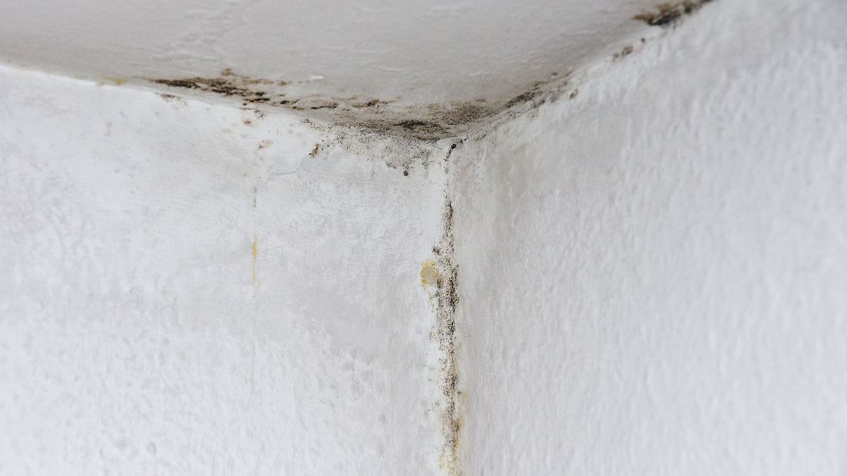 Gesundheitsrisiko-beachten-Schimmel-trotz-Hitze-in-der-Wohnung-Was-hilft-
