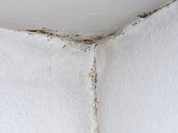 Nicht Nur Im Winter Ein Problem Im Sommer Kann Warme Feuchte Luft Schimmel In Kuehlen Raeumen Beguenstigen