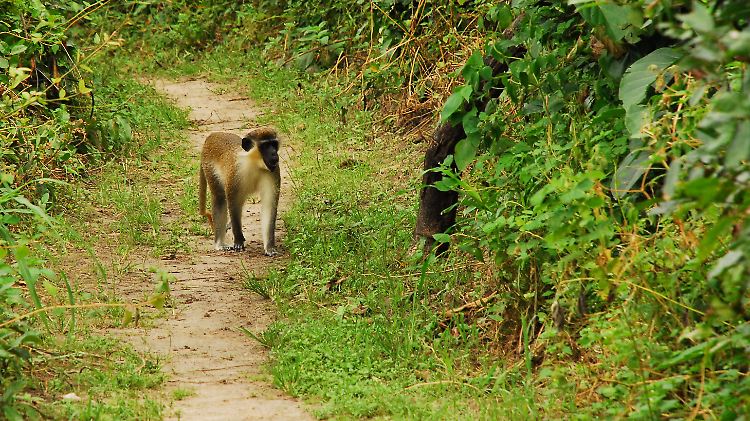 Gambia ist kein Reiseziel für Urlauber, die Löwen und Elefanten sehen möchten - Affen sind aber auch in dem Zwergstaat an der afrikanischen Westküste zu Hause.