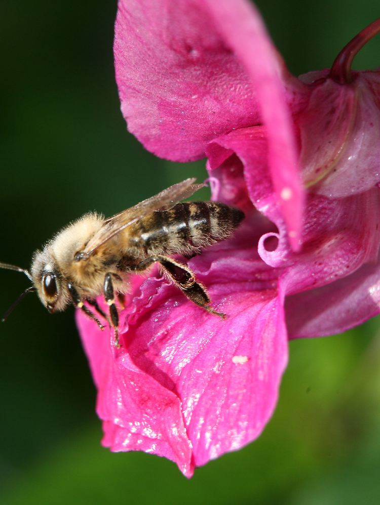 Biene in der Blüte vom Indischen Springkraut.