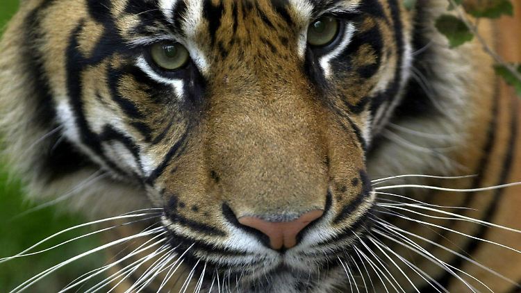 Der "keltische Tiger" meldet sich zurück.